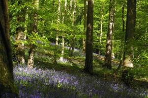 Bluebells